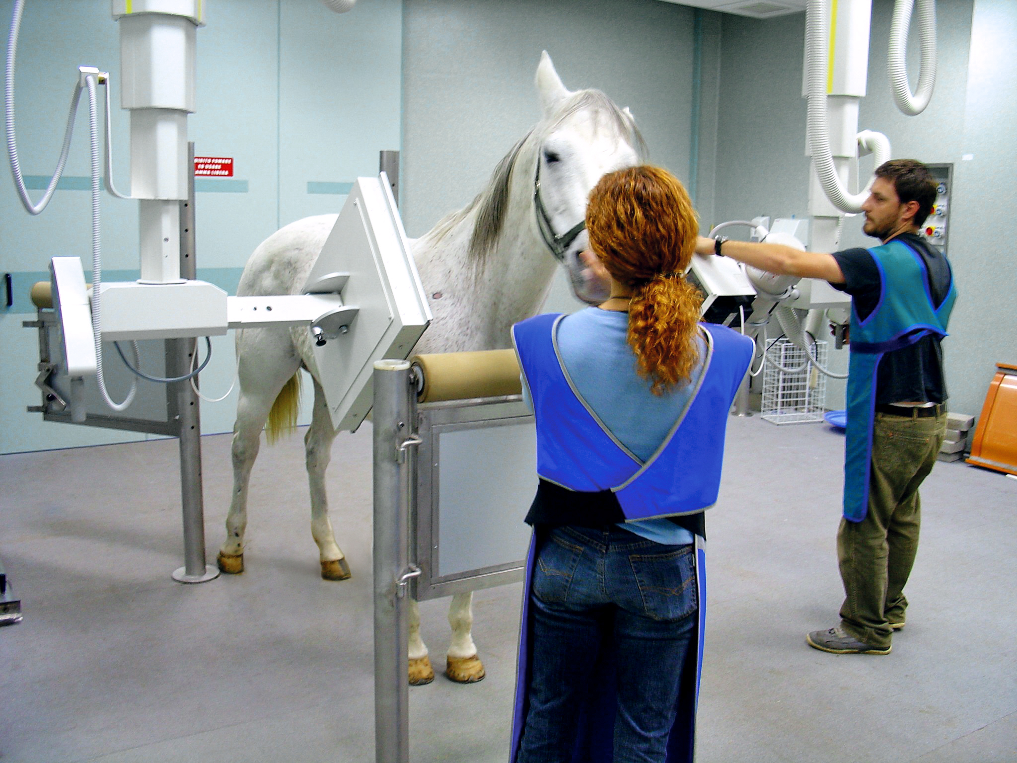 Tiere röntgen - DSC02976_equine.jpg