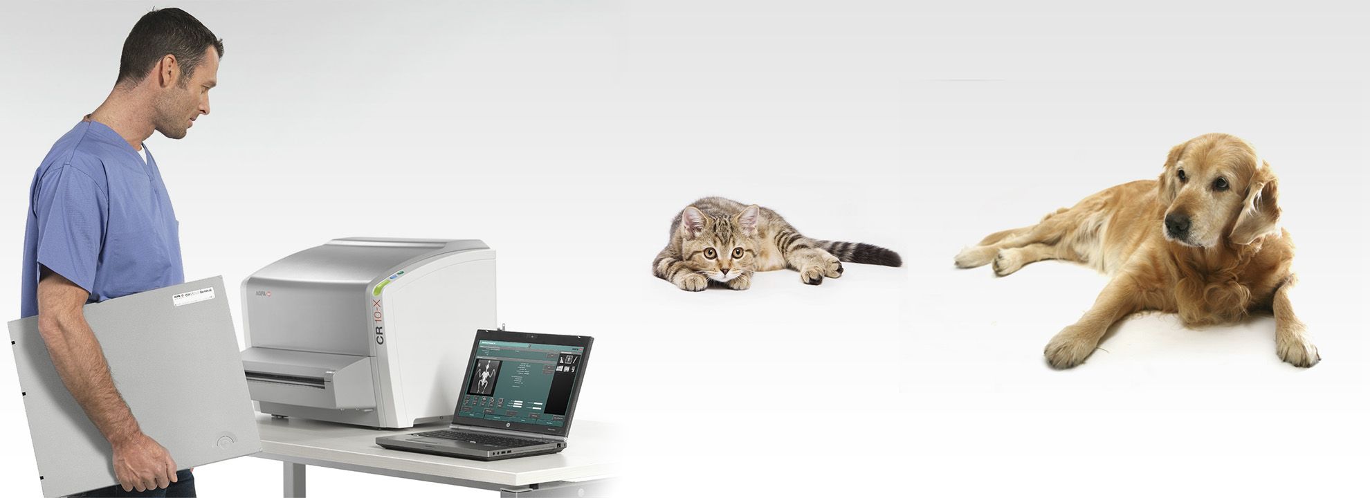 Dentalroentgen Bei Katzen