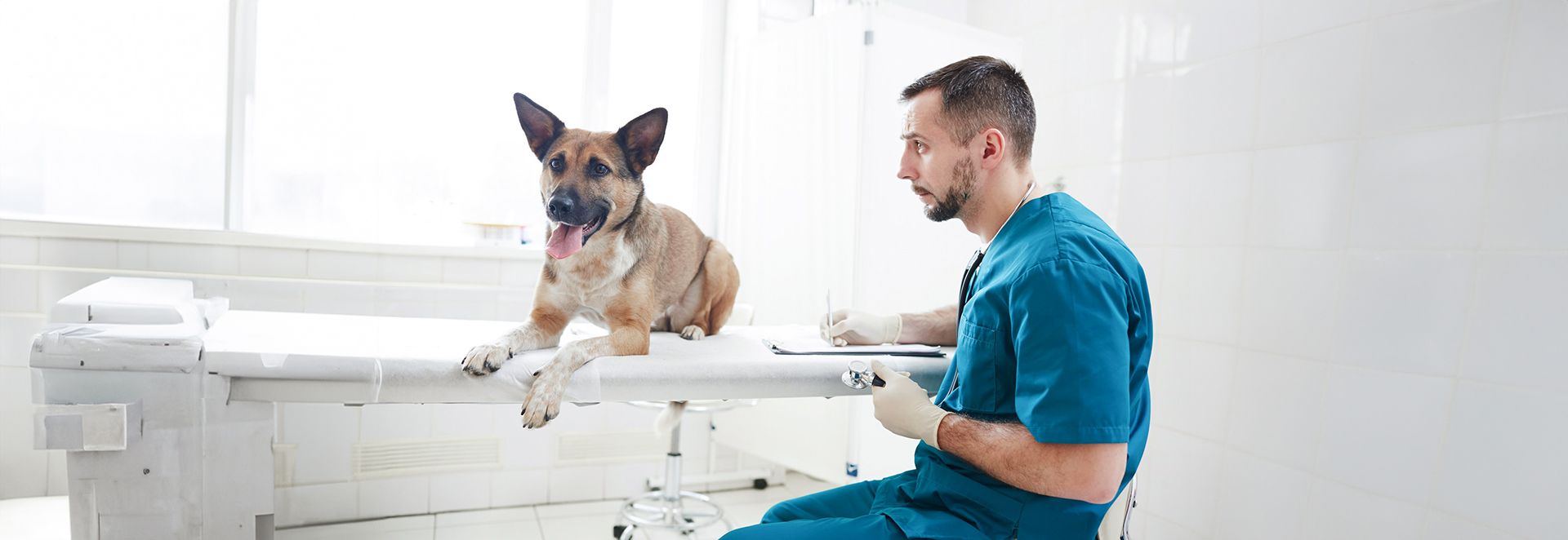 Lagerungstechnik Roentgen Hunde 3