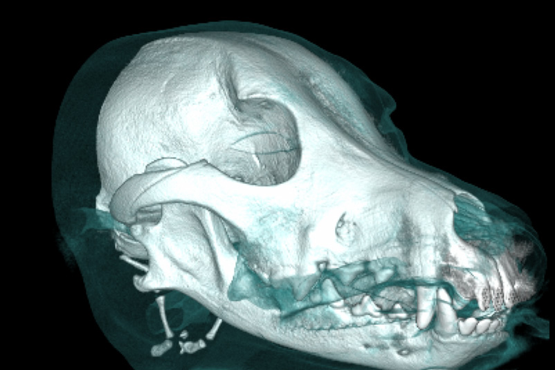 Planmed Verity VET - planmed_verity_vet_2021-5.jpg