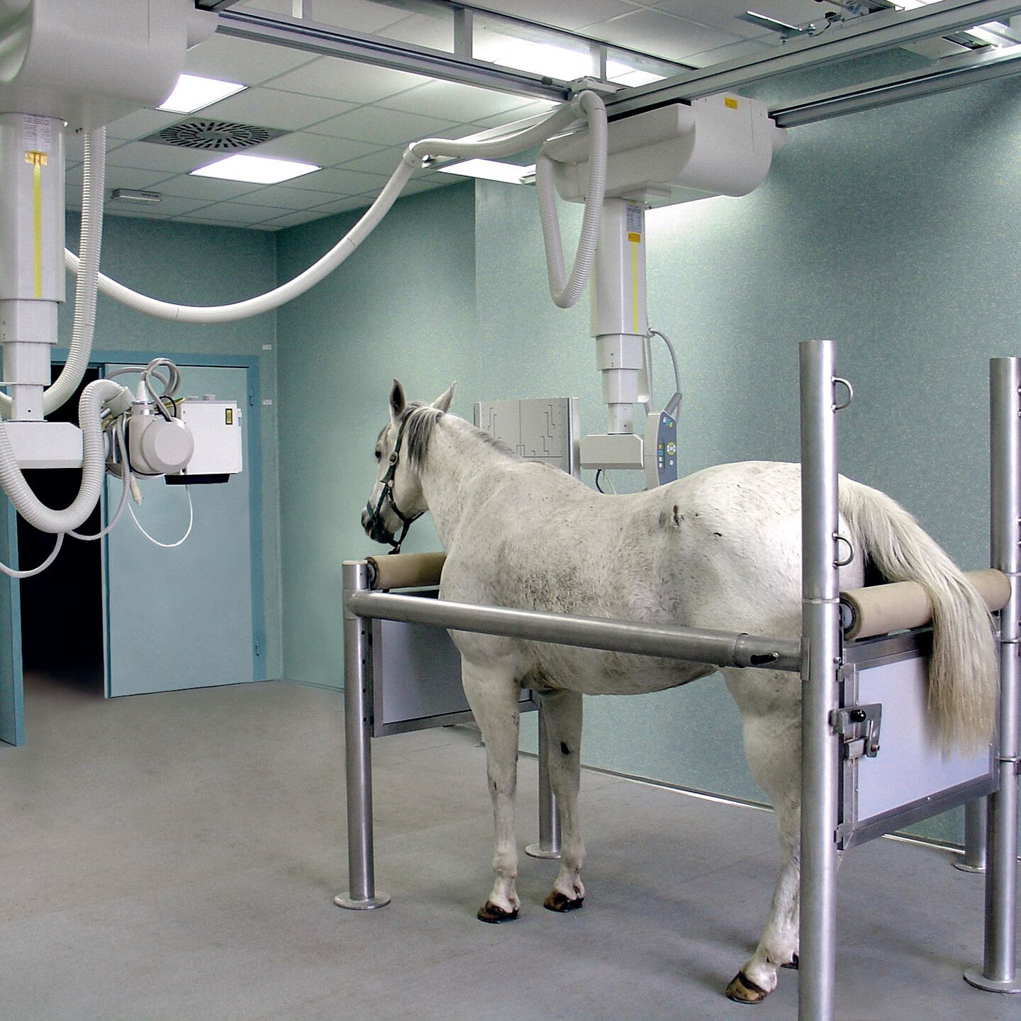 Tiere Roentgen